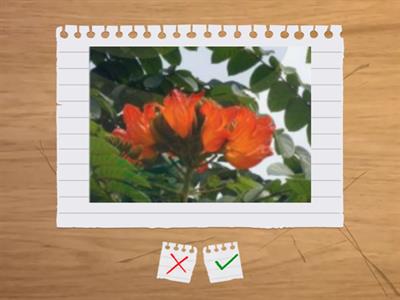 造園丙級職務識別字卡