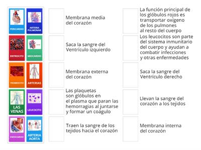 APARATO CARDIOVASCULAR HUMANO