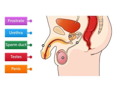 Male Reproductive System