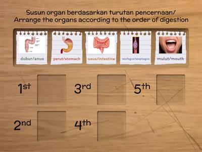 Food Digestion