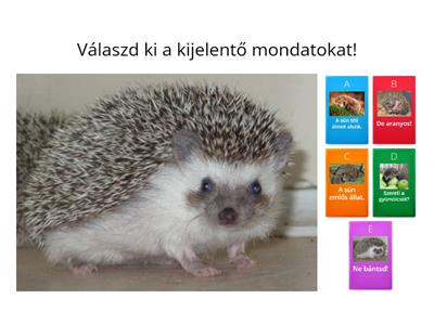 Kijelentő mondat 