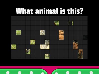 Guess the animals