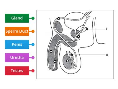 Male Reproductive System 6