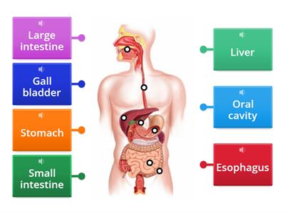  Будова травної системи