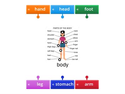 Lesson B: Parts of the Body