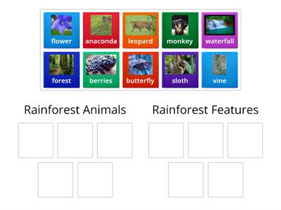 Rainforest Group Sorting