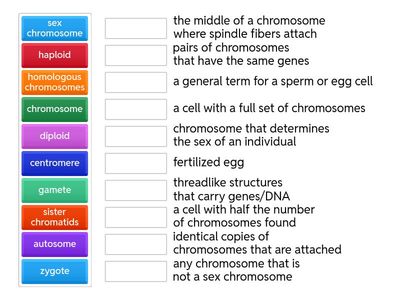 Meiosis Terms