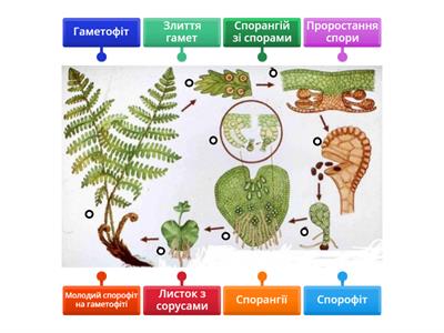 Цикл розвитку папоротей