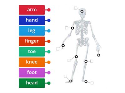 Super minds 1 Skeleton