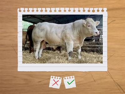 Beef Cattle Breed ID
