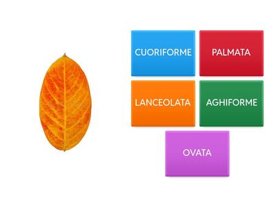 LA FORMA DELLE FOGLIE