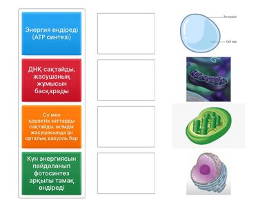 Жасуша органоидтерін сипаттамасымен сәйкестендіріңіз