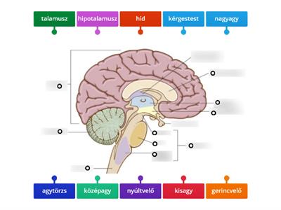 Az agy részei 