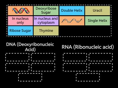 DNA vs. RNA Sorting