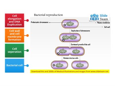 Bacteria reproduction