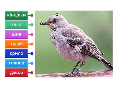 4 клас Будова птаха