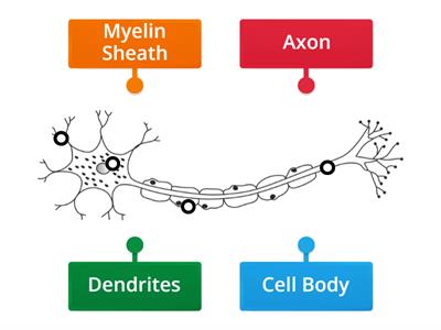 LABEL NEURON 