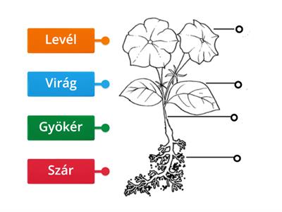 Virágos növények részei