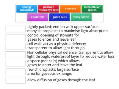 Leaf Structure - Functions