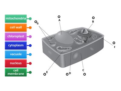 Plant cell - three-dimensional diagram
