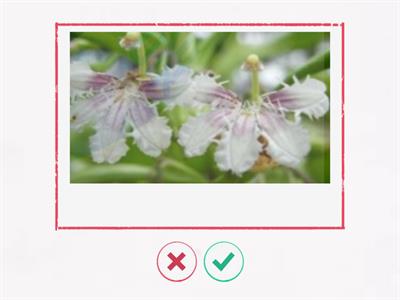 造園丙級植物識別字卡