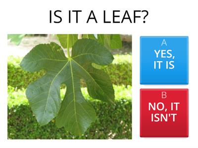 A0 A1 - NATURE QUIZ - to be