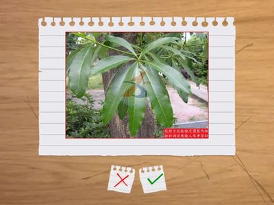 23.喬木(黃椰子-木棉)