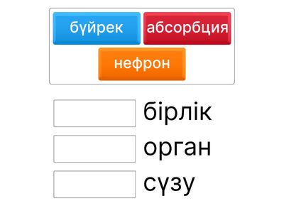 Нефрон құрылысы
