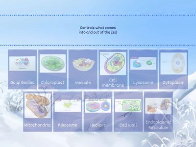 Cell Organelle Functions Matching