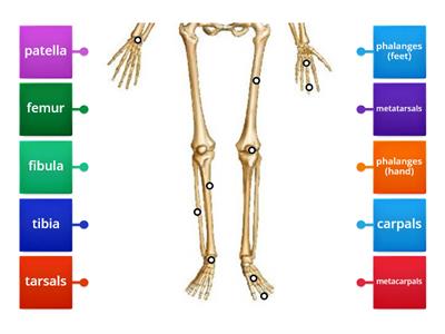 PE Skeletal Identification Assessment Part 2