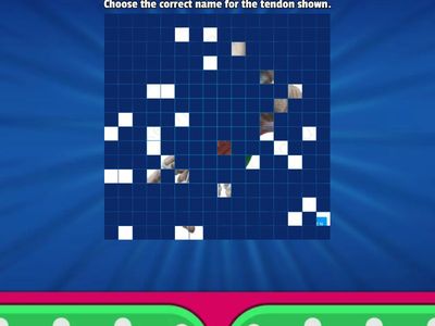 4 Major Groups of Foot Tendons