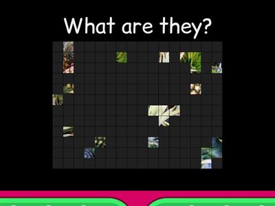 Fruits (Image Reveal)