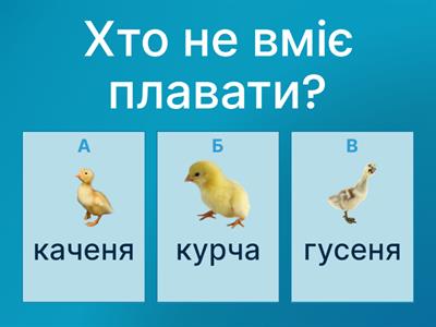 Домашні птахи (цікаві запитання)