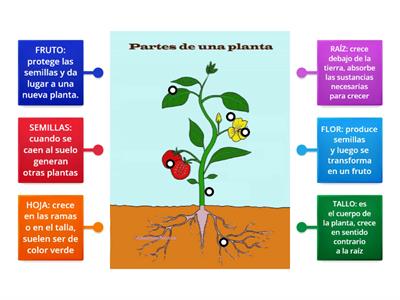 Las partes de una planta