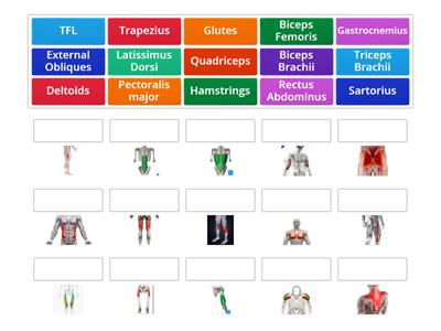 Essentials of Healthcare: Muscle Group Identification