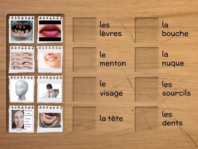 les parties de la tête. Basic 1