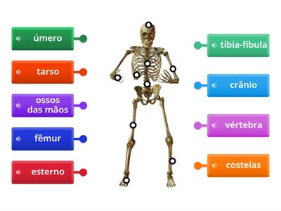 sistema osseo arede