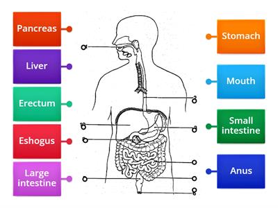Digestive system 