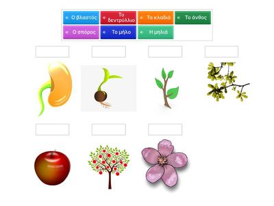 Λεξιλόγιο _Ο κύκλος ζωής του μήλου