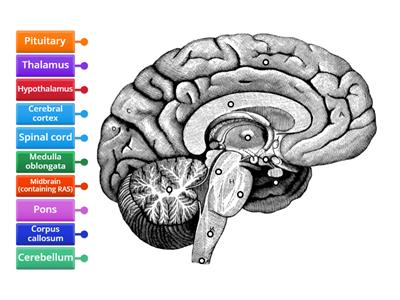 Year 11 ATAR Psychology 2023 - Parts of the Brain