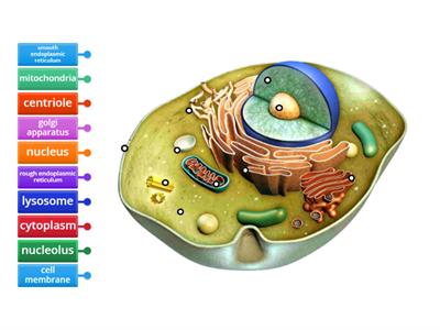 Cell organelles diagram 