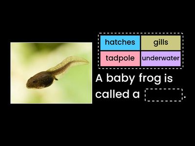 myView 1.2 - The Life of a Frog - Vocabulary Part 2