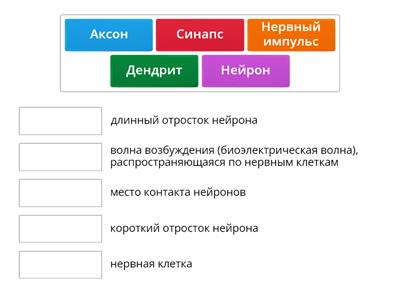 Нервная система