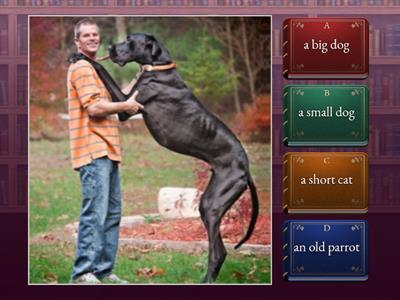 OL - Primary 1 Unit 5