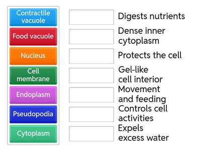 Amoeba Functions and Labeling