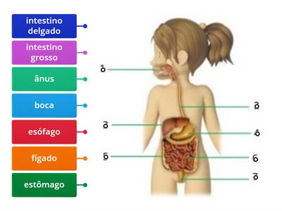 Sistema digestivo