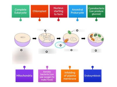 Endosymbiotic Theory