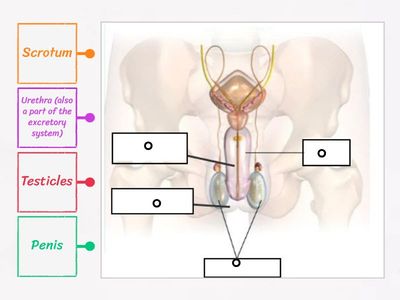 Male reproductive system