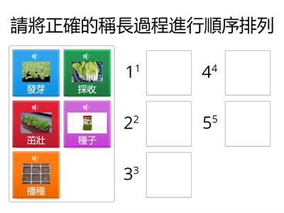 小白菜的生長過程