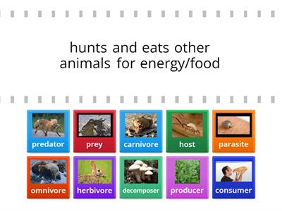 Ecosystems Week 3 Vocabulary 